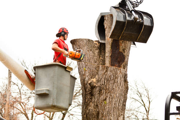 How Our Tree Care Process Works  in  St James, MD